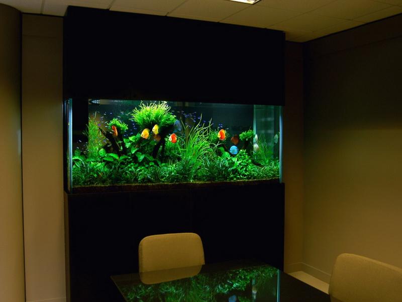 Awesome-Fish-Tank-Decorations-Ideas